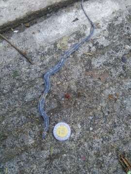 Image of Ringneck Coffee Snake