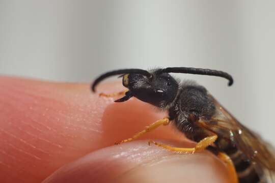 Image of Halictus simplex Blüthgen 1923