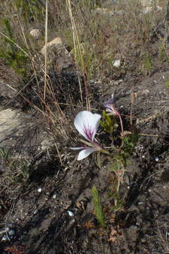 Image of Pelargonium caucalifolium Jacq.