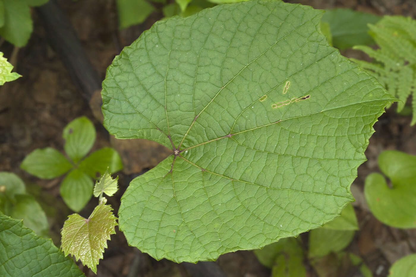 Plancia ëd Vitis coignetiae Pulliat ex Planchon