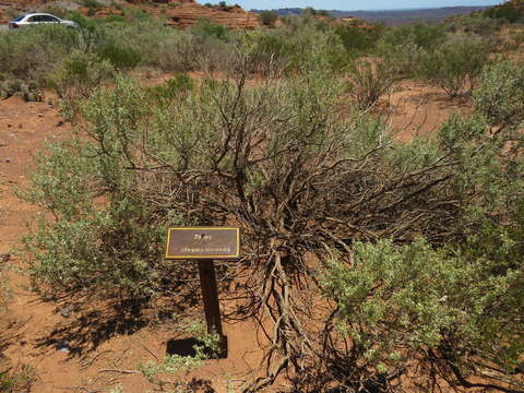 Image de Atriplex lithophila Soriano ex M. E. Mulgura