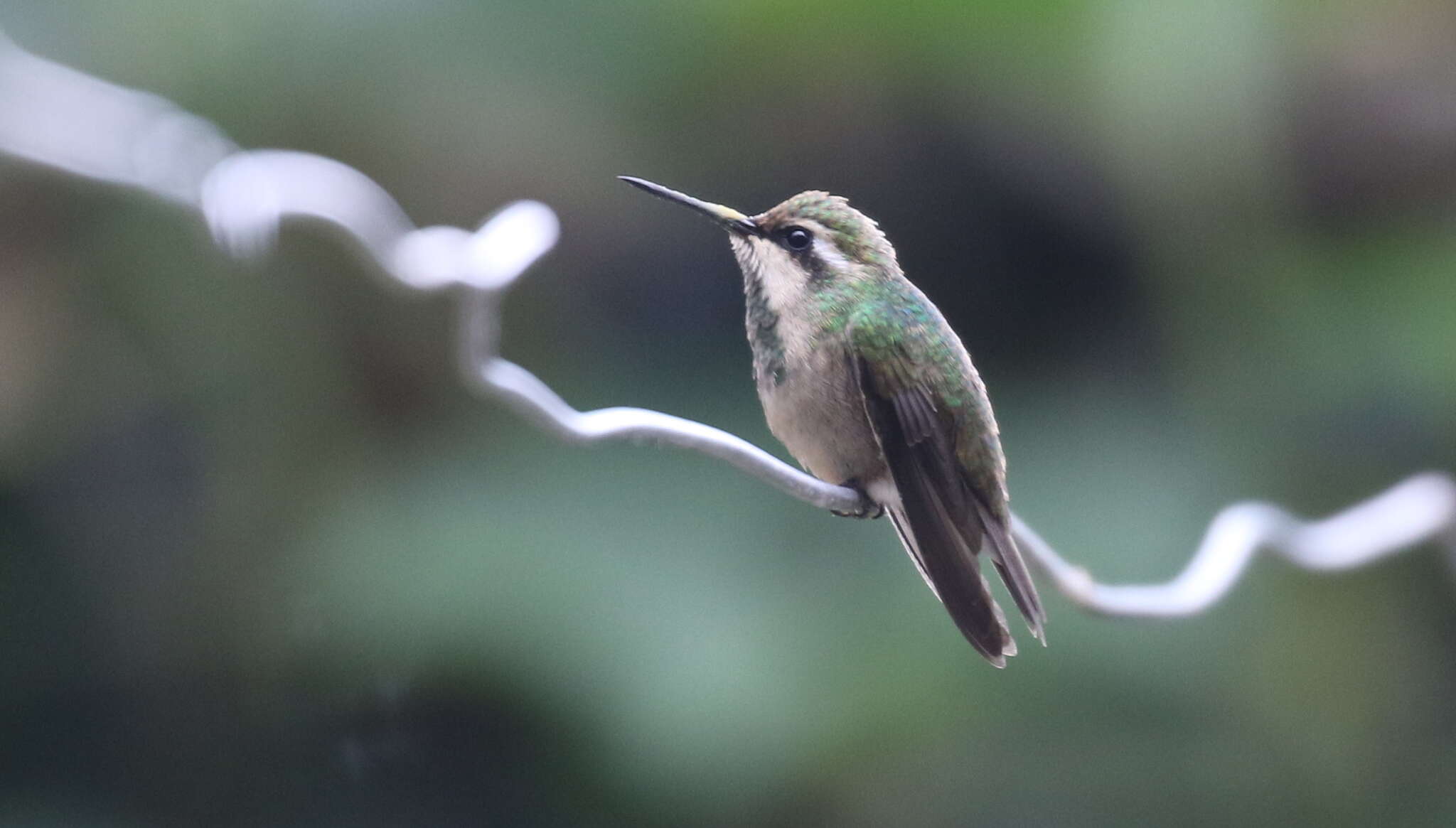 Image of Red-billed Emerald