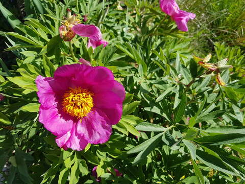 Image of Paeonia officinalis subsp. huthii A. Soldano