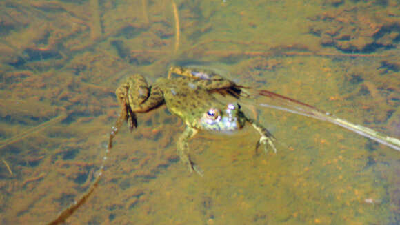 Image of Indian Skipper Frog