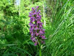 Image de Dactylorhiza sibirica Efimov