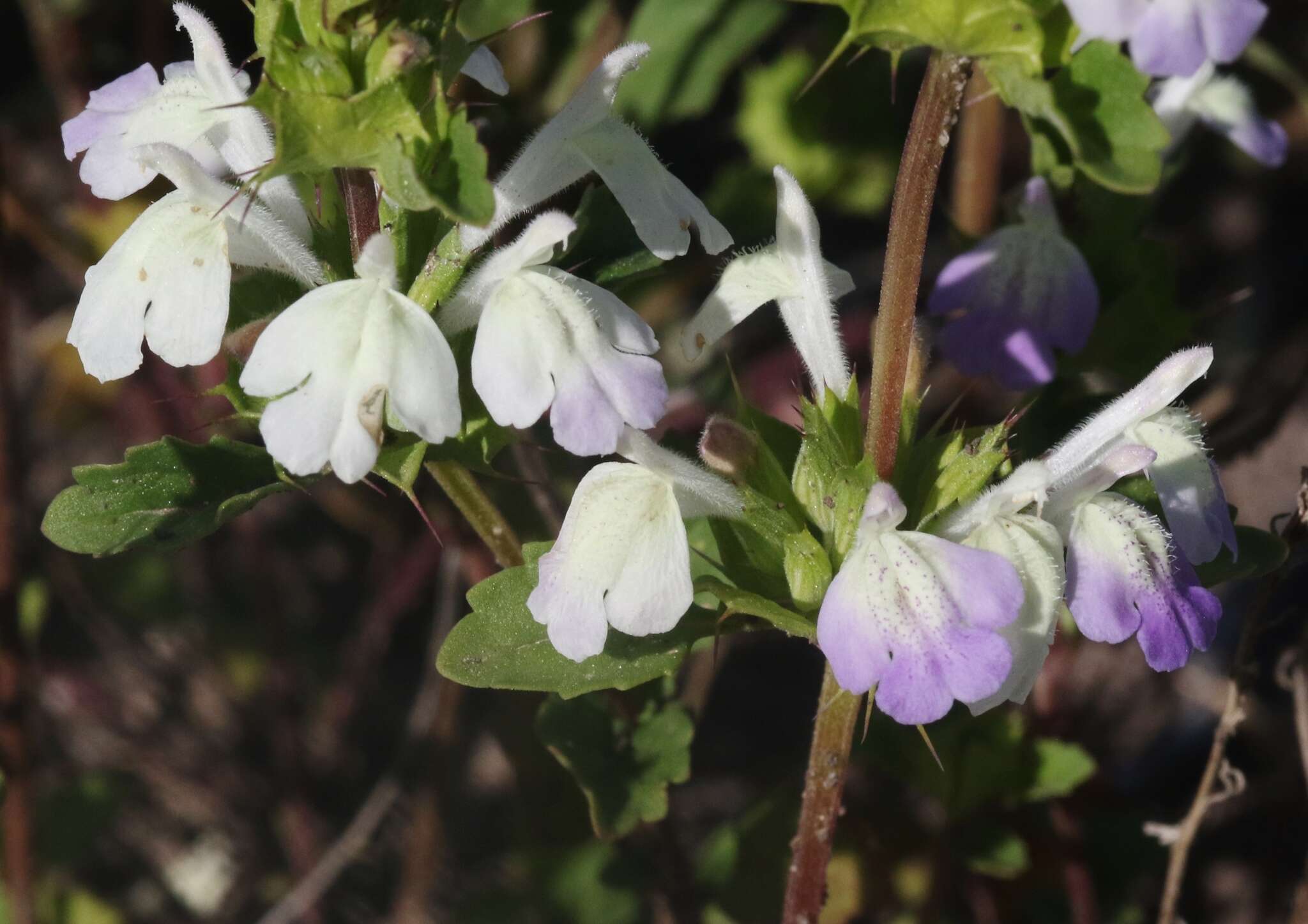 Image of San Diego thorn-mint