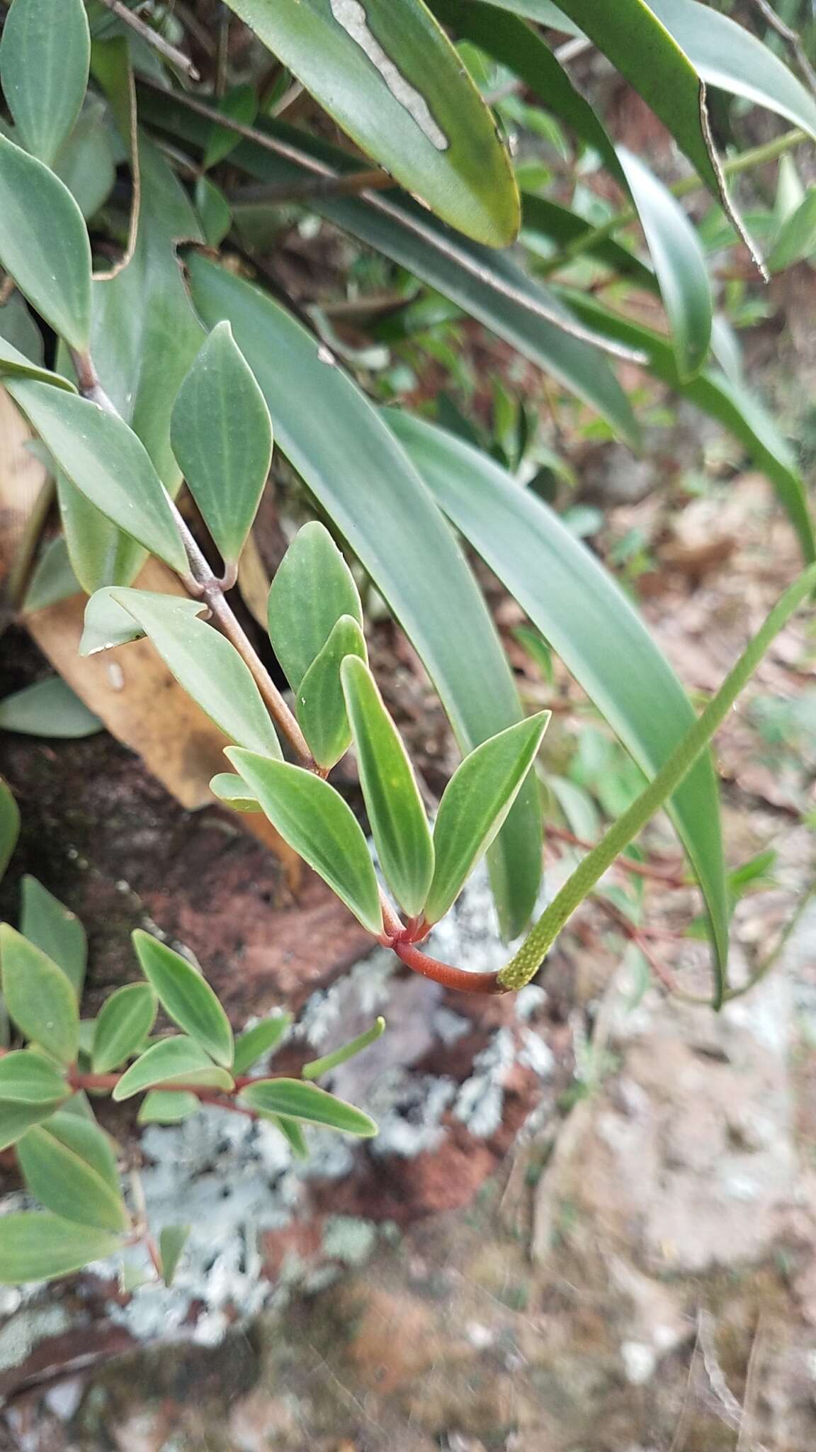 Image of Peperomia angustata Kunth