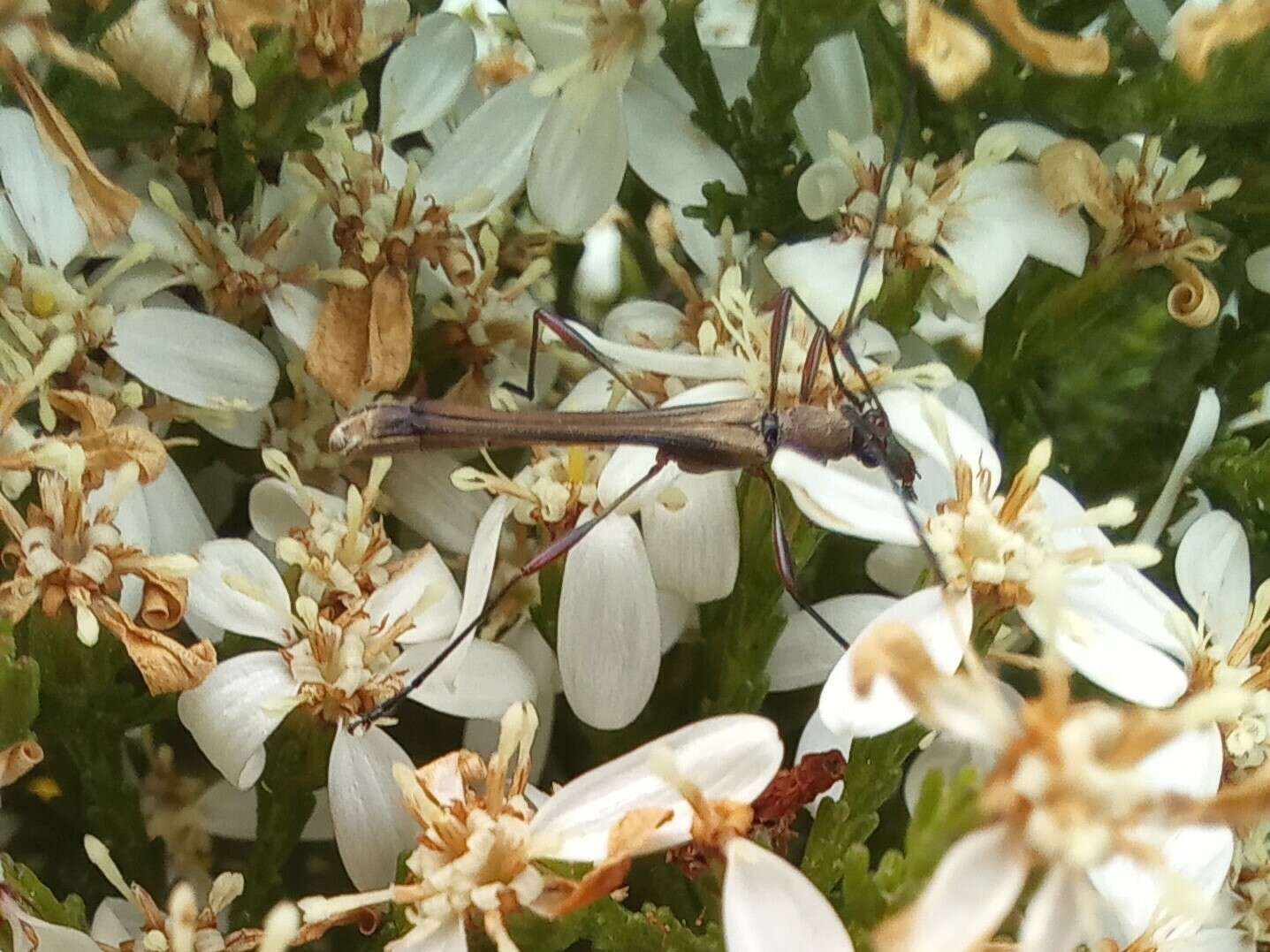 Image of Enchoptera apicalis Saunders 1850