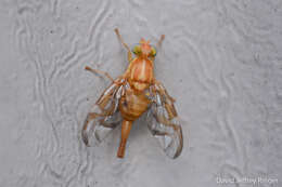 Image of Mexican Fruit Fly