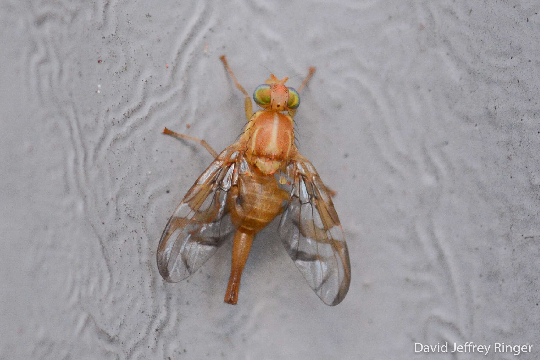 Image of Mexican Fruit Fly