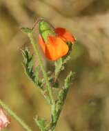 Image of Hermannia diffusa L. fil.