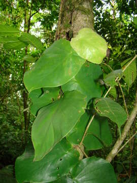 Image of Monstera dubia (Kunth) Engl. & K. Krause