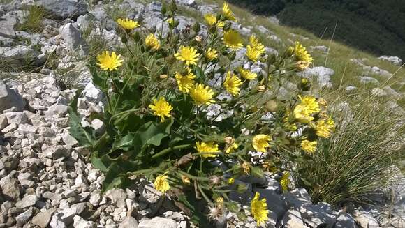 Image of Hieracium amplexicaule L.