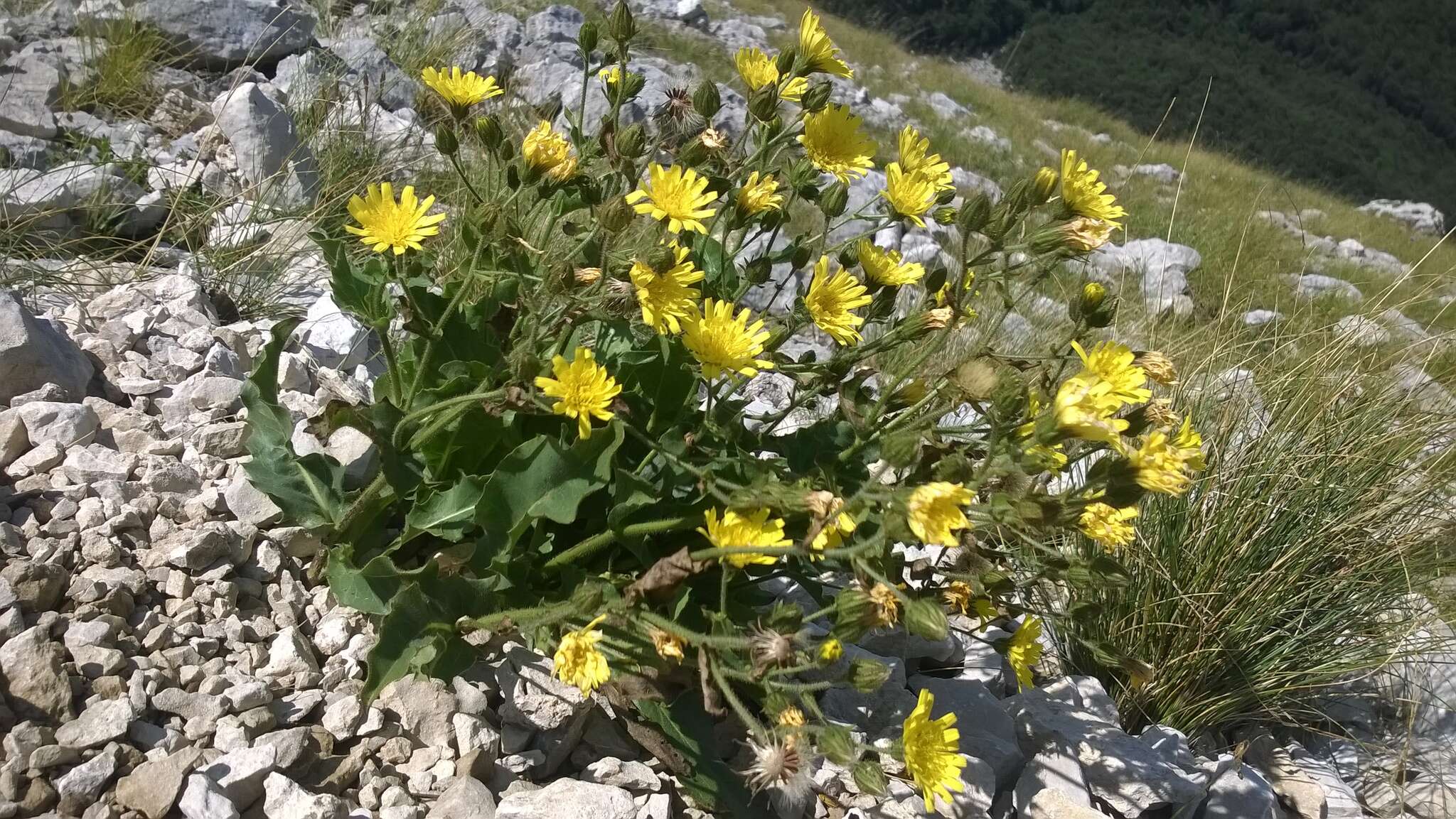 Imagem de Hieracium amplexicaule L.