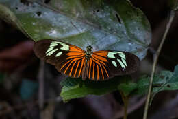 Heliconius erato amazona Staudinger 1896的圖片