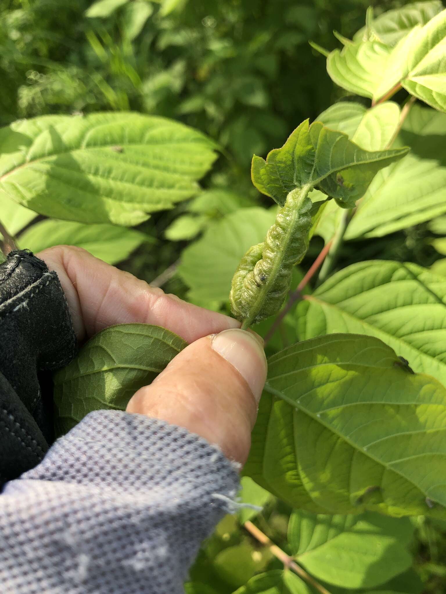 Image of Boxelder Gall Midge