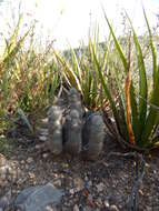 صورة Mammillaria pottsii Scheer ex Salm-Dyck