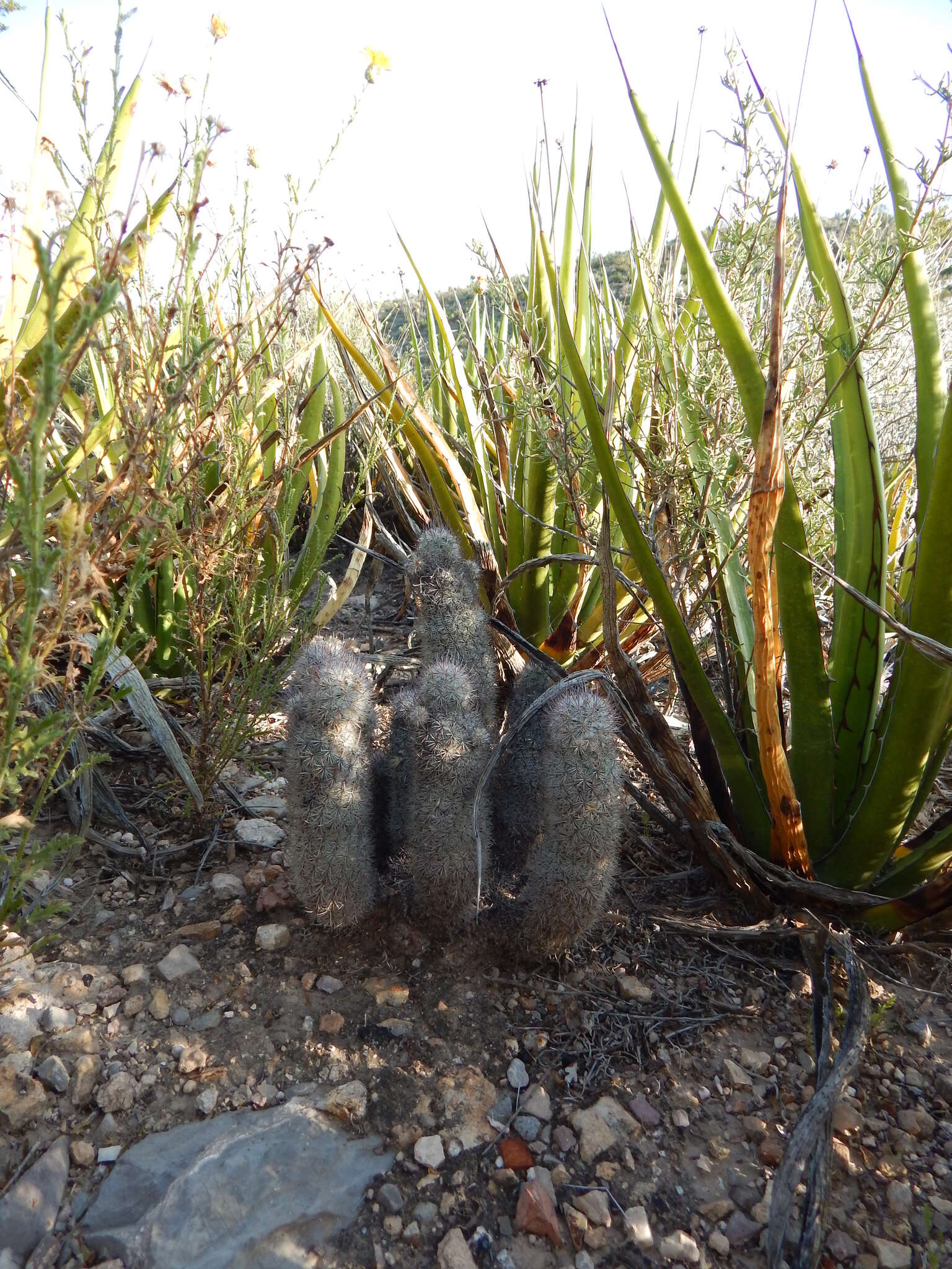 صورة Mammillaria pottsii Scheer ex Salm-Dyck