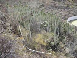 Imagem de Euphorbia canariensis L.