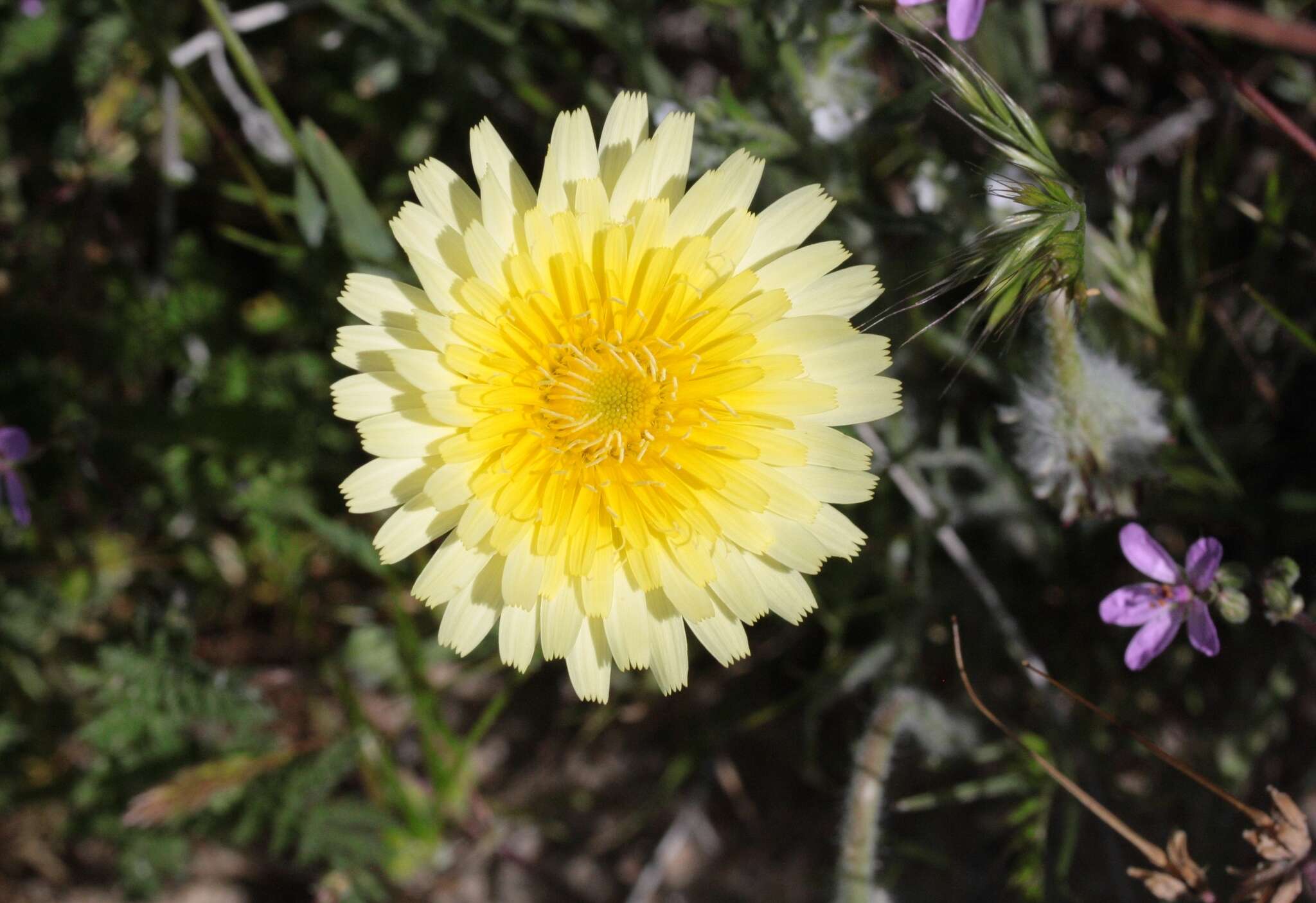 Image of California desertdandelion