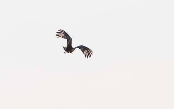 Image of Arabian Bustard