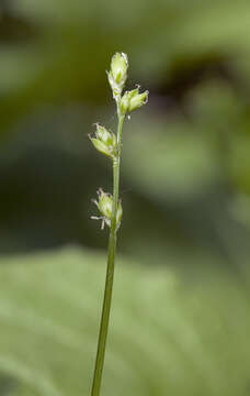 Image of Ryegrass sedge