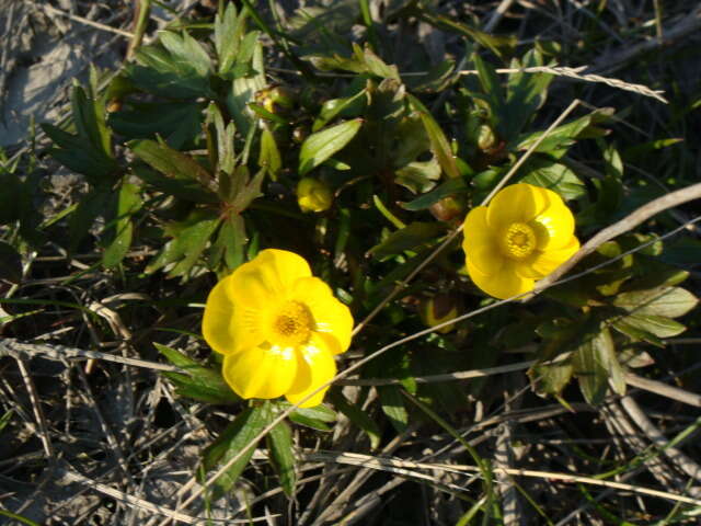 Image of Turner's buttercup