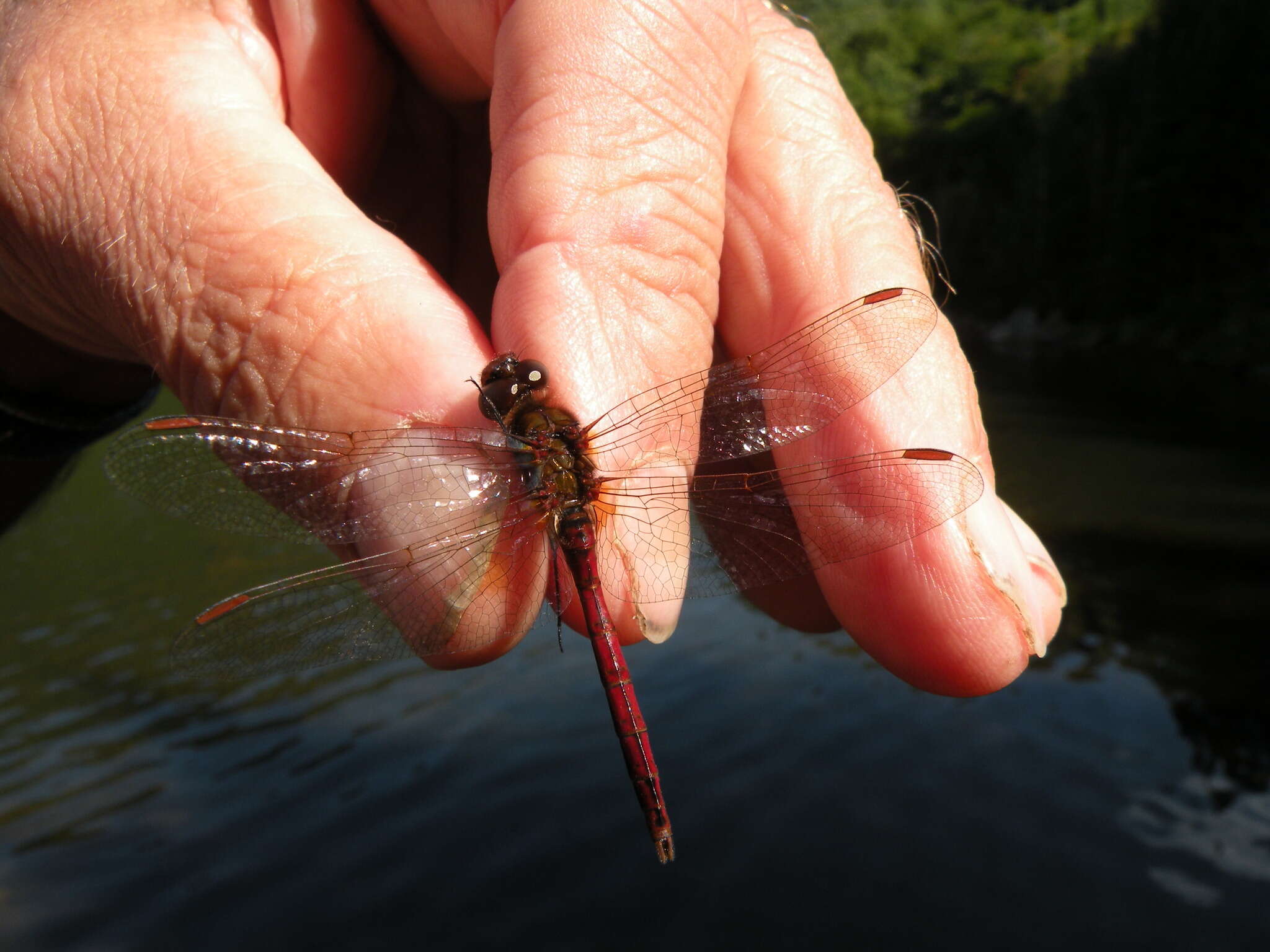 Image of Saffron-winged Meadowhawk