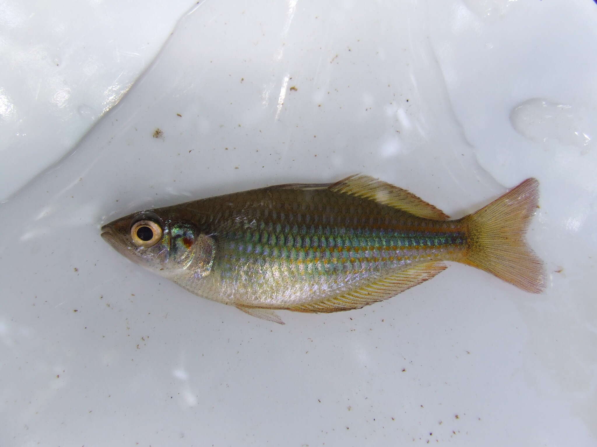 Image of Banded rainbowfish