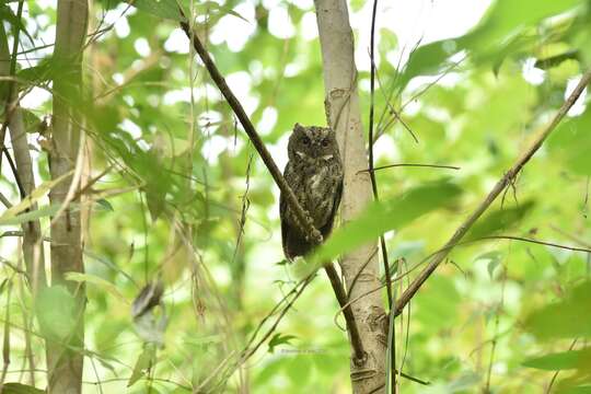 Image of Sulawesi Scops Owl