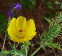 Image of Mexican pricklypoppy