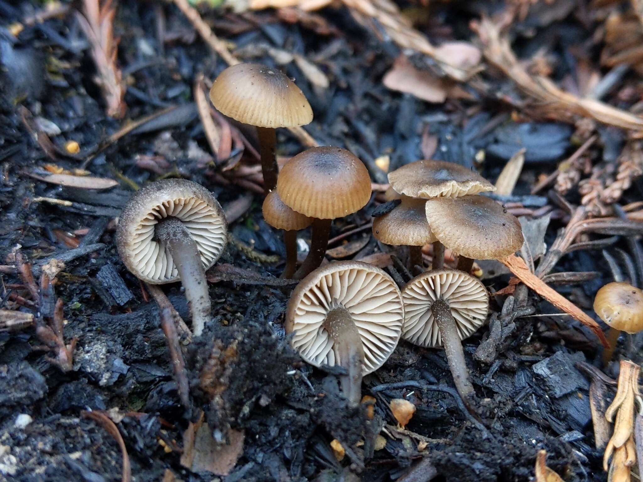 Image of Tephrocybe anthracophila (Lasch) P. D. Orton 1969