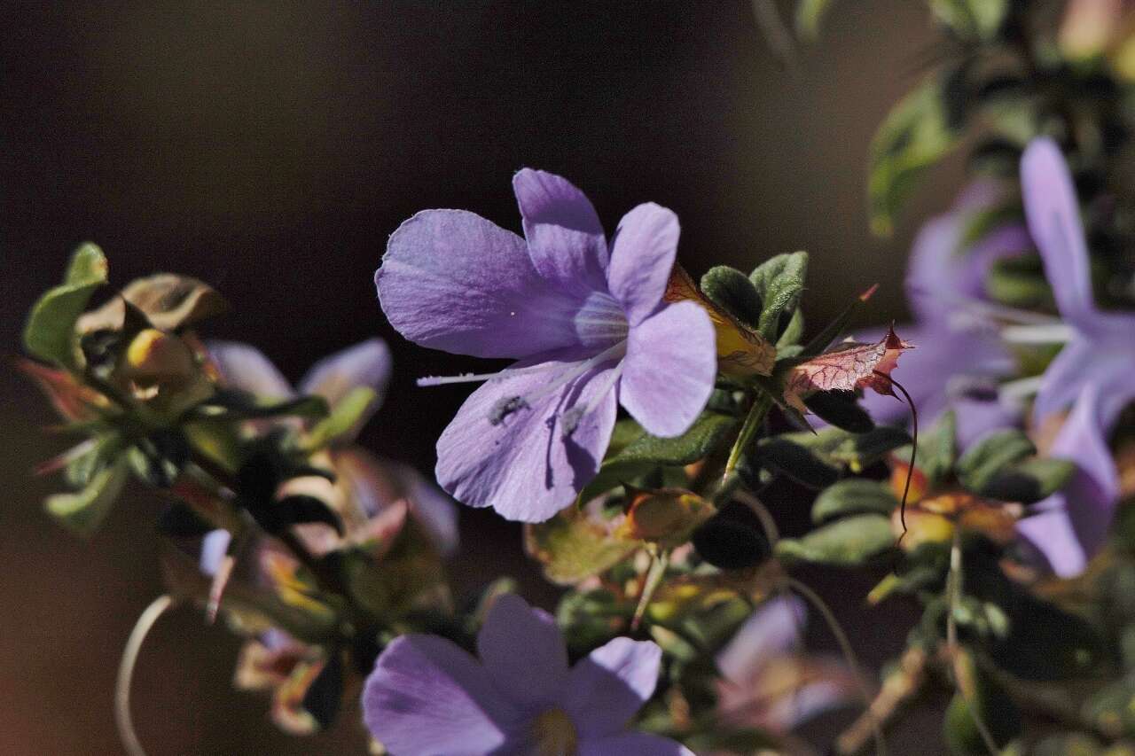 Image of Barleria crassa C. B. Cl.