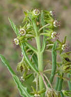 صورة Miraglossum pulchellum (Schltr.) F. K. Kupicha