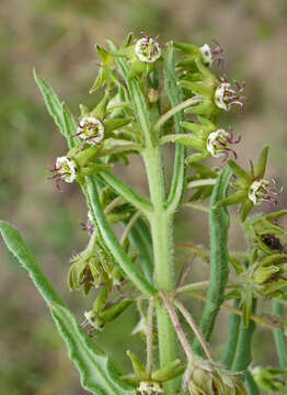 Image of Miraglossum pulchellum (Schltr.) F. K. Kupicha