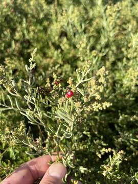 Image of Chenopodium preissii subsp. preissii