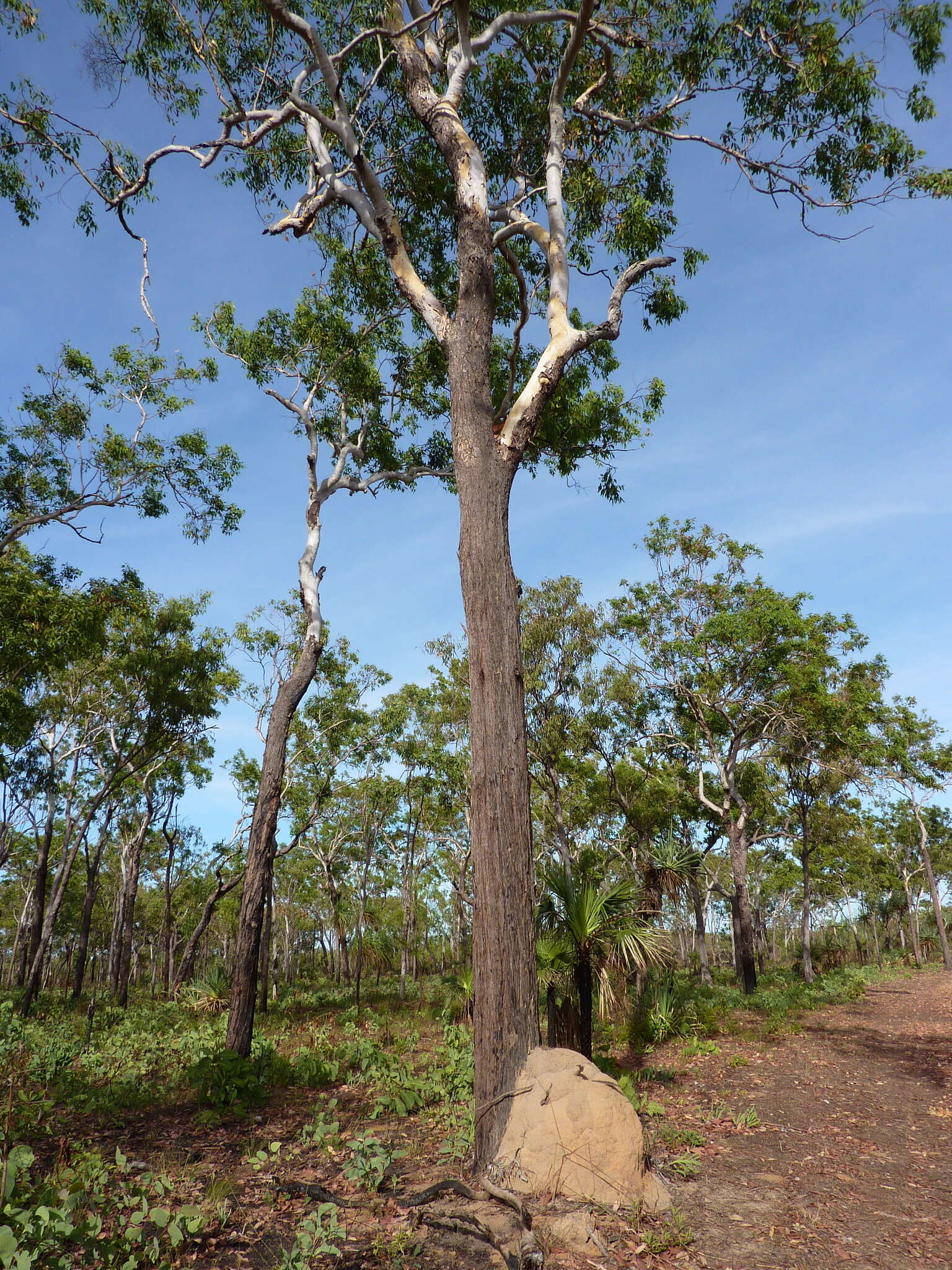 Image of Eucalyptus miniata A. Cunn. ex Schau.