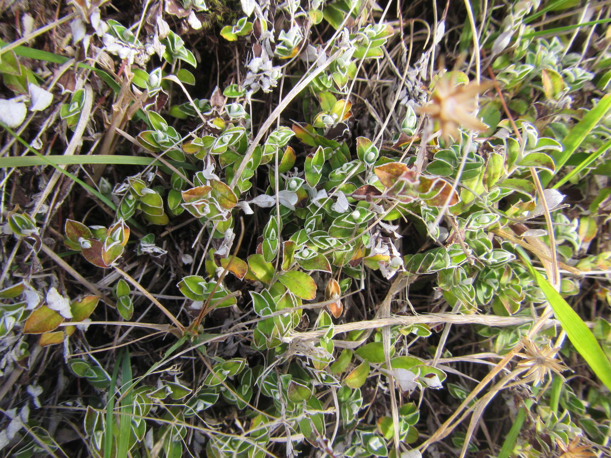 Image de Helichrysum filicaule Hook. fil.