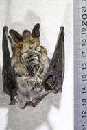 Image of Fringed Myotis