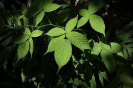 صورة Rubus canadensis L.