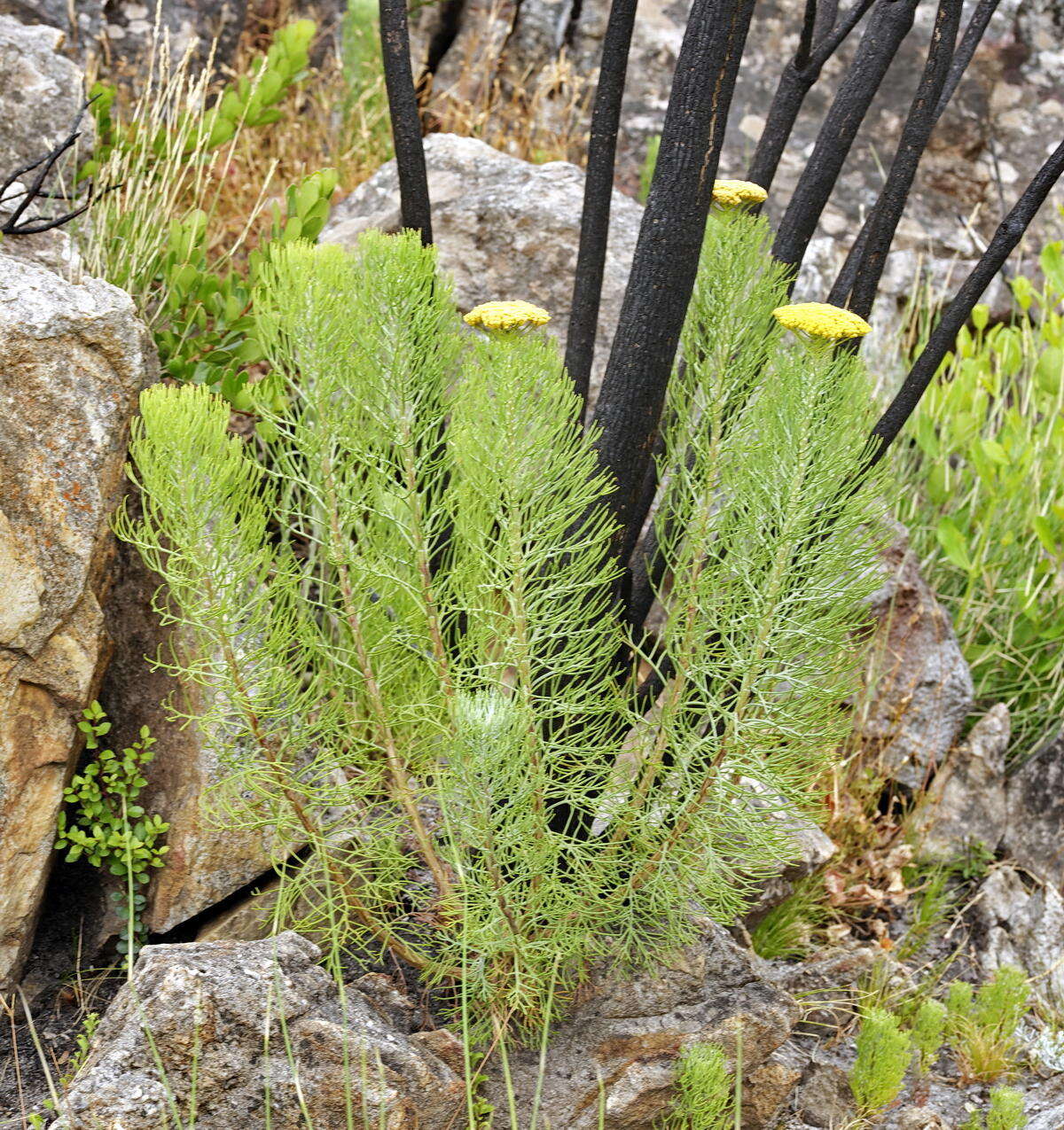 Image of Hymenolepis crithmifolia (L.) Greuter, M. V. Agab. & Wagenitz