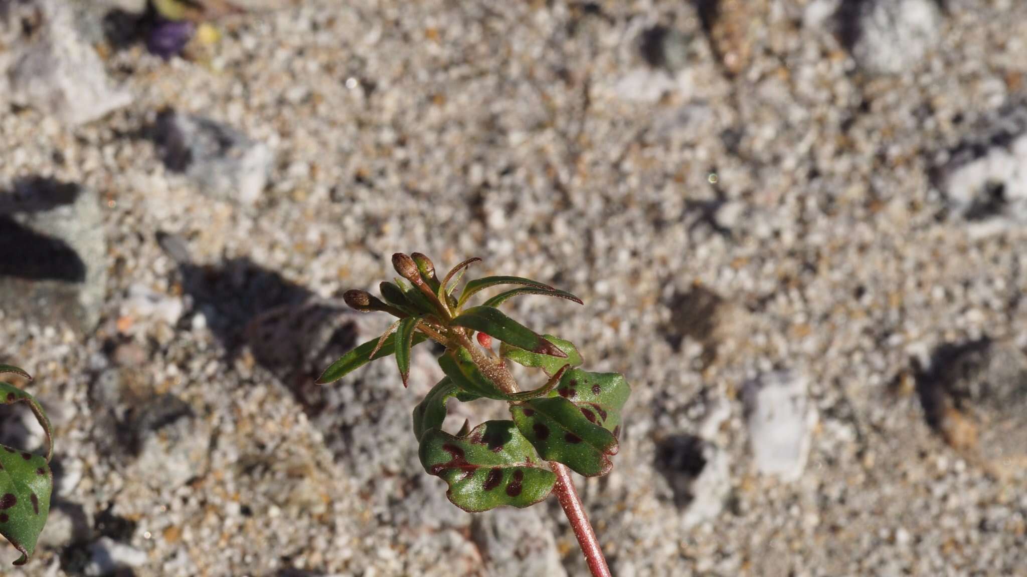 Eremothera chamaenerioides (A. Gray) W. L. Wagner & Hoch的圖片