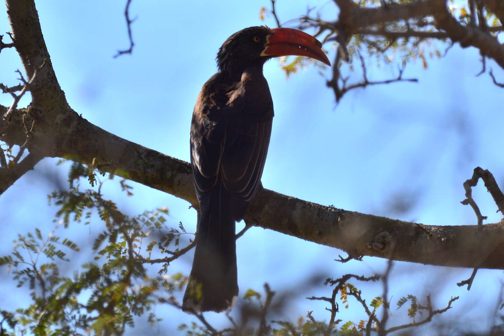 Image of Crowned Hornbill