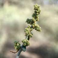 Sivun Chenopodium nitrariaceum (F. Müll.) F. Müll. ex Benth. kuva