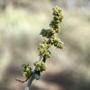 Слика од Chenopodium nitrariaceum (F. Müll.) F. Müll. ex Benth.