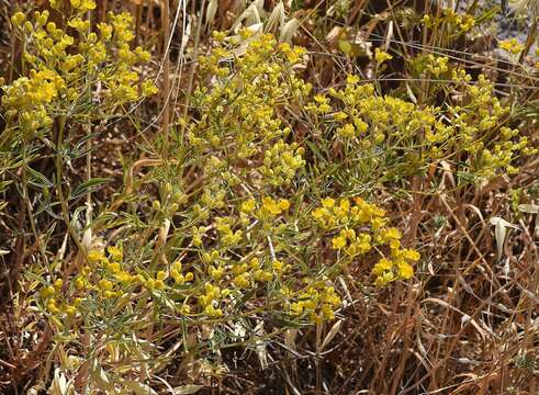 Image of Haplophyllum buxbaumii (Poir.) G. Don fil.