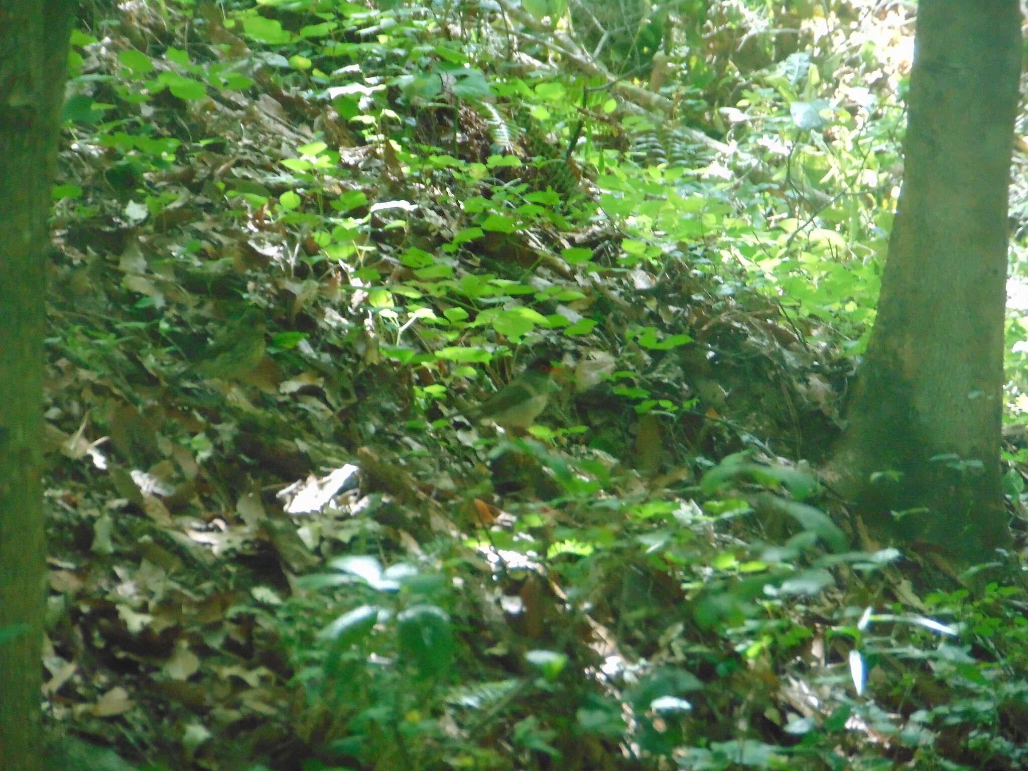 Image of Black-headed Nightingale-Thrush