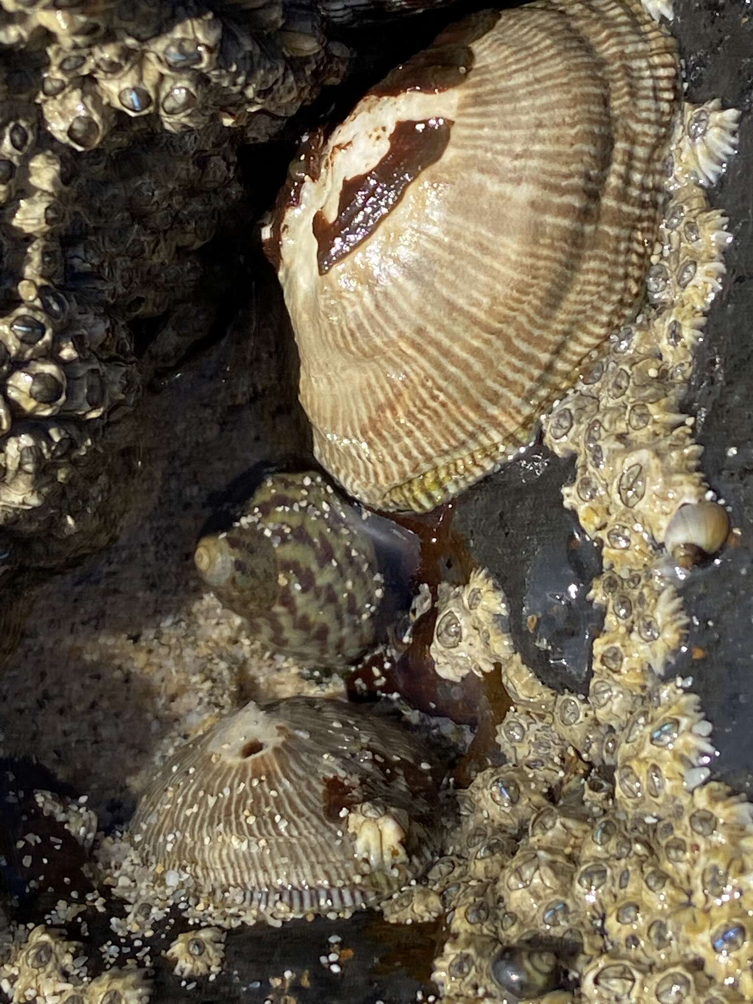 Image of striped false limpet