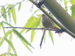 Image of Crested Spinetail
