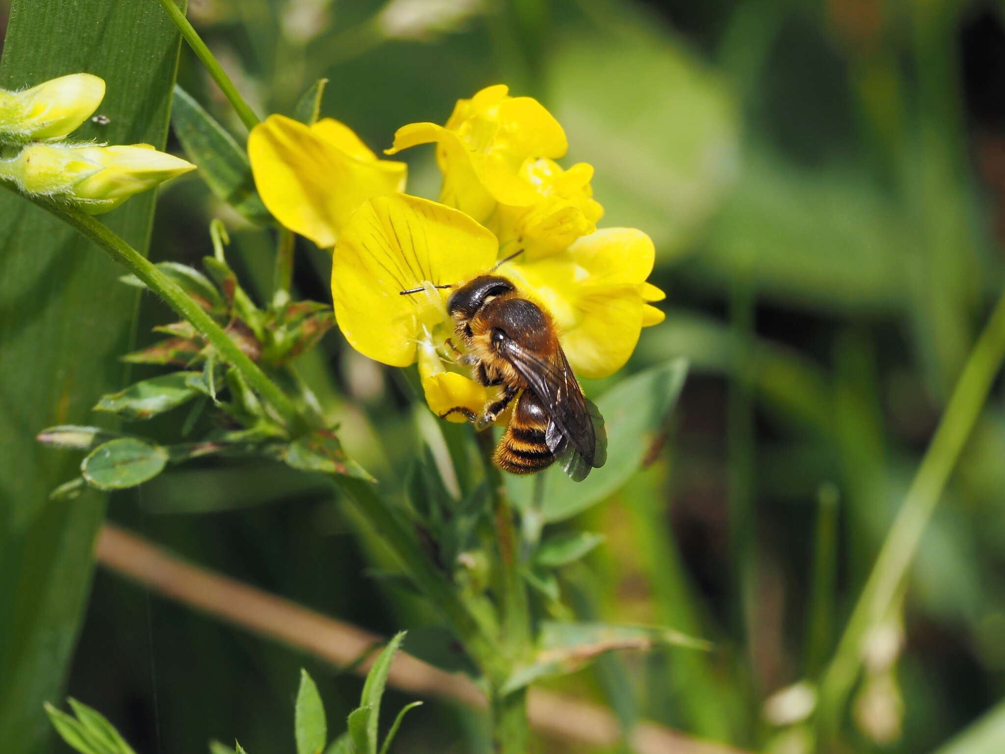 Image of Osmia aurulenta (Panzer 1799)